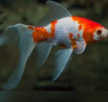 Carassius auratus - Red & White Komet Goldfish 8-9cm