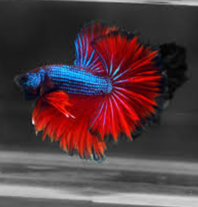 Betta splendens- Betta Halfmoon 3.5-4cm