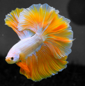 Betta splendens- Betta Halfmoon Yellow Dragon 4-5cm