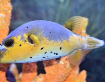 Arothron nigropunctatus - Yellow belly Puffer M