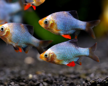 Puntigrus tetrazona - Platinum Green Tiger Barb 2.5cm