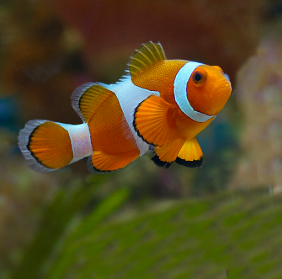 Amphiprion ocellaris - Common Clownfish S