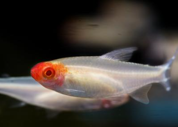 Hemigrammus rhodostomus - Albino Rummy Nose Tetra M