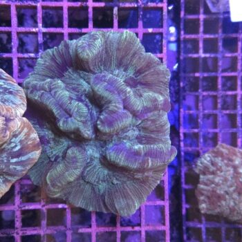 Wellsophyllia radiata (33806)