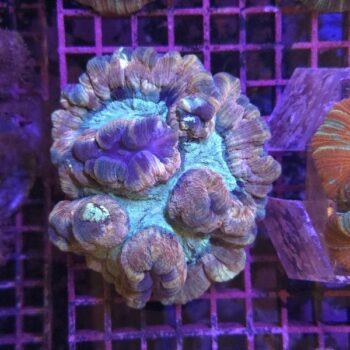 Wellsophyllia radiata (33821)