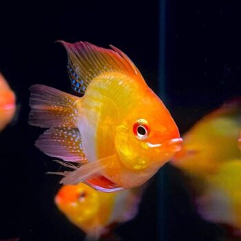 Microgeophagus ramirezi - Golden Longfin Balloon Ram 3-4cm