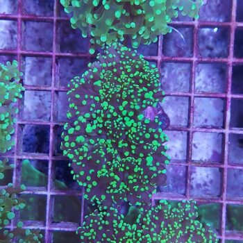 Euphyllia paradivisa K20