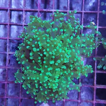 Euphyllia paradivisa Κ2