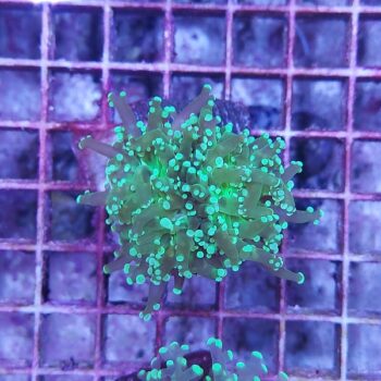 Euphyllia paradivisa Κ97