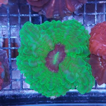 Indophyllia macassarensis (34410)