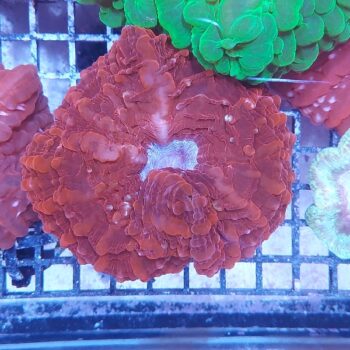 Indophyllia macassarensis (34427)