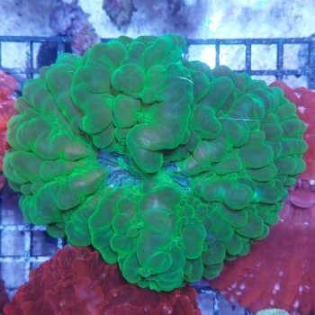 Indophyllia macassarensis (34400)