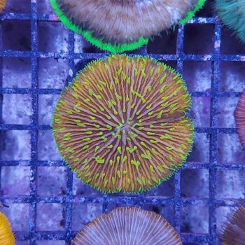 Fungia (34449)