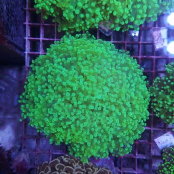 Euphyllia divisa A43 (36250)