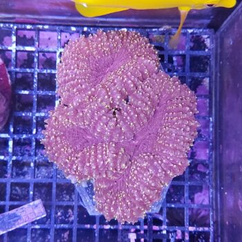 Lobophyllia N6 (41315)