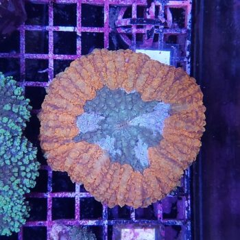 Lobophyllia M48 (36263)