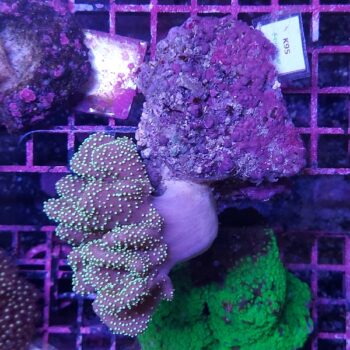Lobophyton K95 (24957)