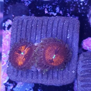 Zoanthus 2