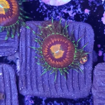 Zoanthus 9