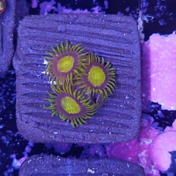 Zoanthus 10