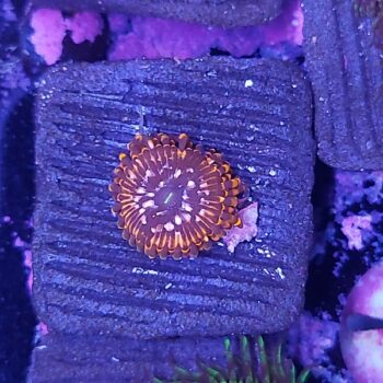 Zoanthus 13