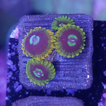 Zoanthus 17