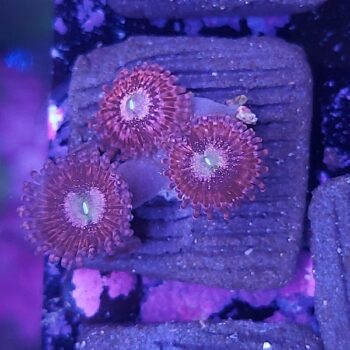Zoanthus 18