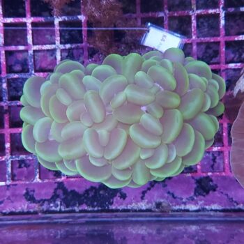 Plerogyra sinuosa K4 (36954)