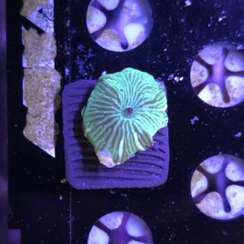 Discosoma green