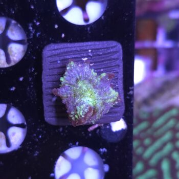 Rhodactis 1