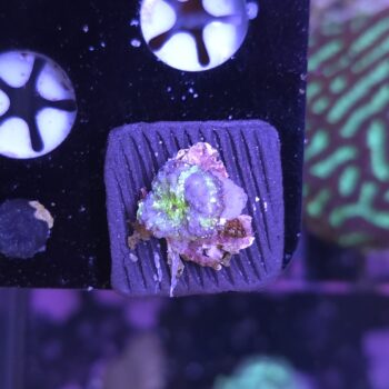 Rhodactis 2