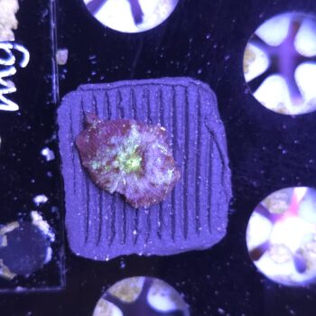 Rhodactis 3