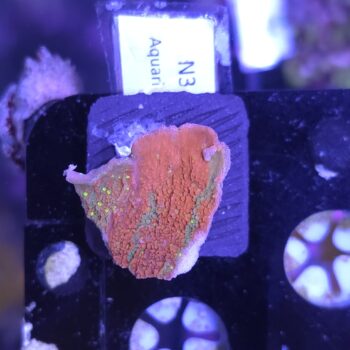 WWC sunfire grafted montipora N3