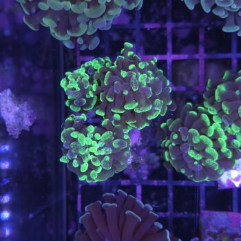 Euphyllia paraancora A560