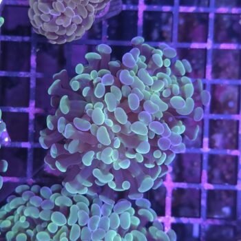 Euphyllia paraancora G76