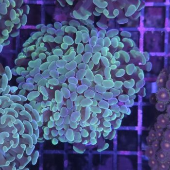 Euphyllia paraancora B504