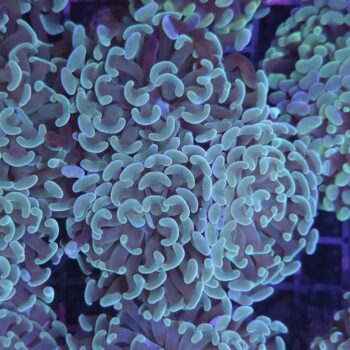 Euphyllia paraancora N98