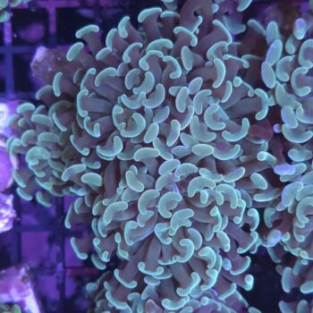Euphyllia paraancora N86