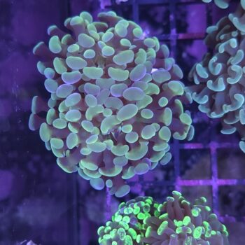 Euphyllia paraancora 57