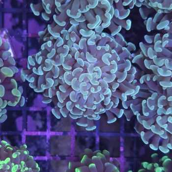 Euphyllia paraancora N8