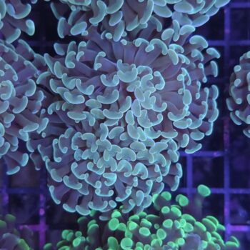 Euphyllia paraancora N23