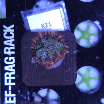 Frankenstein rhodactis K21
