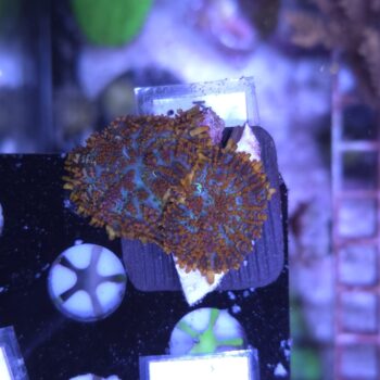 Rhodactis K8