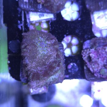 Rhodactis A569