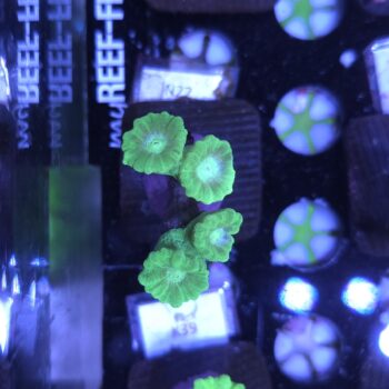 Caulastrea N22