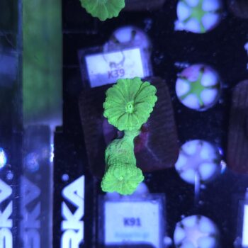 Caulastrea K39