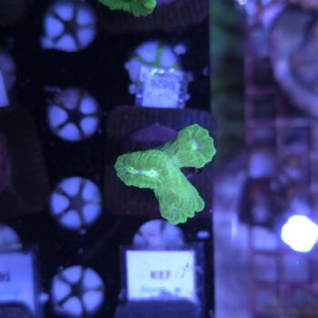 Caulastrea B526