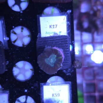 Caulastrea K17