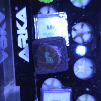Caulastrea K91