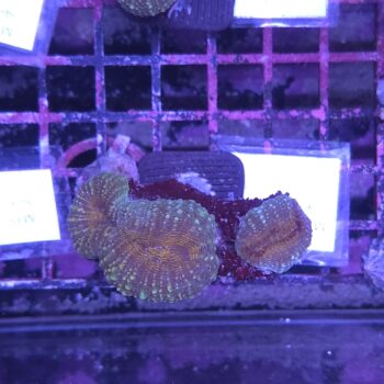 Lobophyllia M38